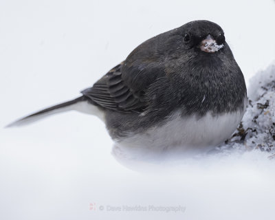 DARK-EYED JUNCO