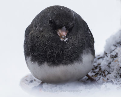 DARK-EYED JUNCO