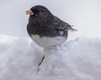 DARK-EYED JUNCO