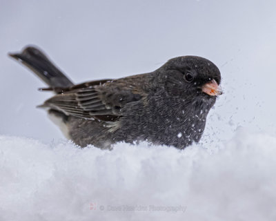 DARK-EYED JUNCO