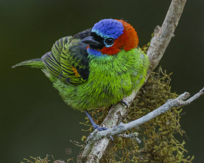 RED-NECKED TANAGER