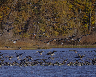 GREATER WHITE-FRONTED GOOSE