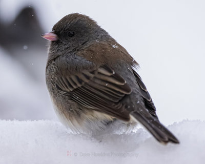 DARK-EYED JUNCO