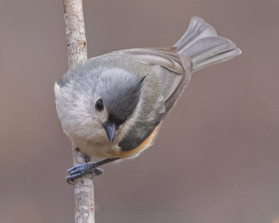 TUFTED TITMOUSE