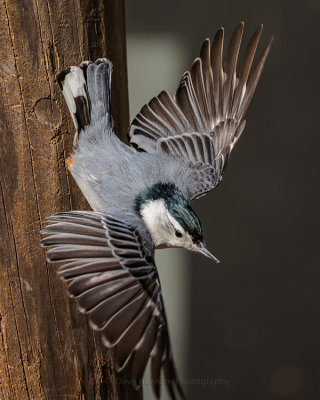 WHITE-BREASTED NUTHATCH