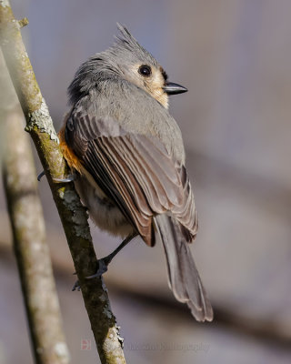 TUFTED TITMOUSE