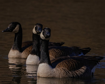 CANADA GOOSE