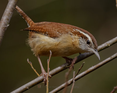 CAROLINA WREN