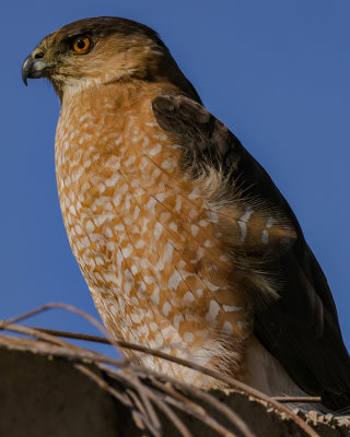 COOPER'S HAWK