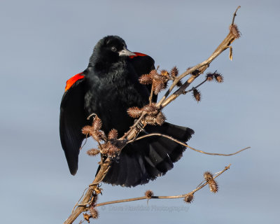 RED-WINGED BLACKBIRD