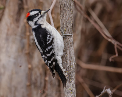 DOWNY WOODPECKER