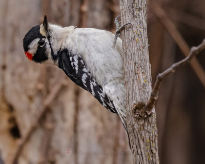 DOWNY WOODPECKER