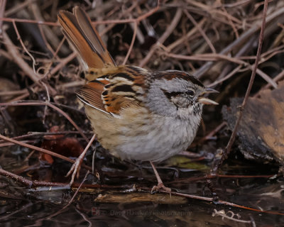 SWAMP SPARROW