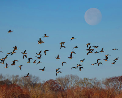 GREATER WHITE-FRONTED GEESE