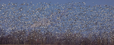 SNOW GEESE AND GREATER WHITE-FRONTED GEESE