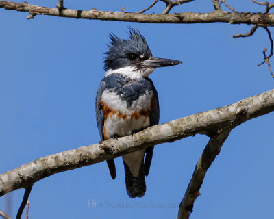 BELTED KINGFISHER ♀