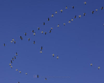 SNOW GEESE