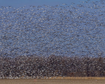 SNOW GEESE