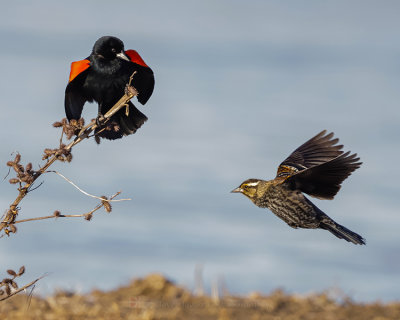 RED-WINGED BLACKBIRD