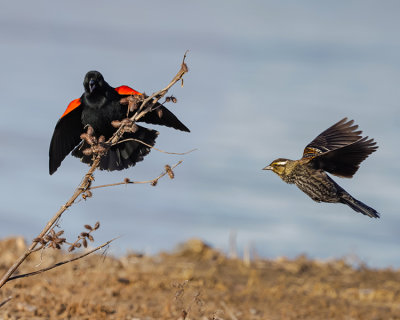 RED-WINGED BLACKBIRD