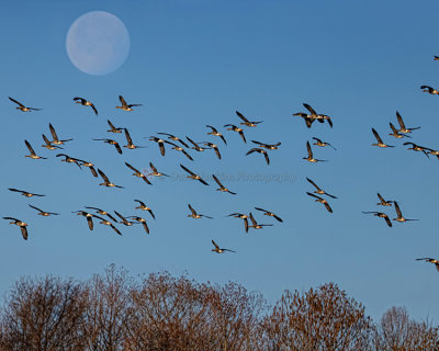 GREATER WHITE-FRONTED GEESE