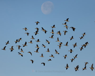 GREATER WHITE-FRONTED GEESE