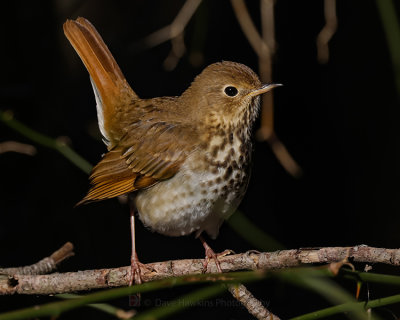 GRAY-CHEEKED THRUSH