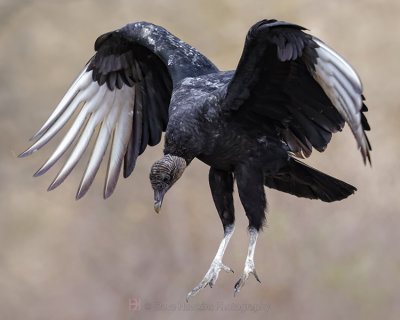 BLACK VULTURE