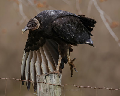BLACK VULTURE