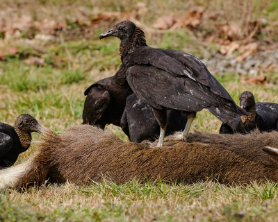 BLACK VULTURE