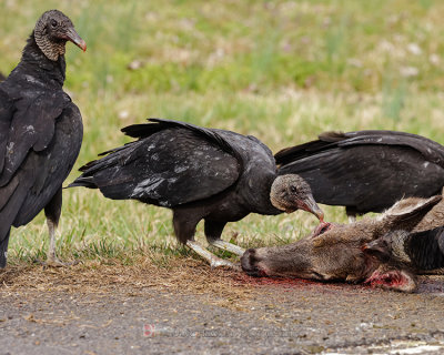 BLACK VULTURE