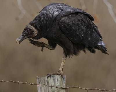 BLACK VULTURE