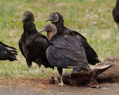 BLACK VULTURE