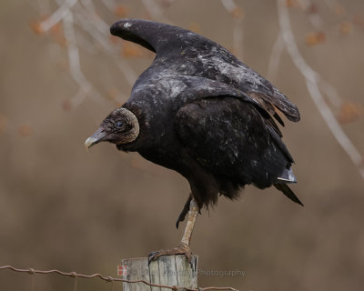 BLACK VULTURE