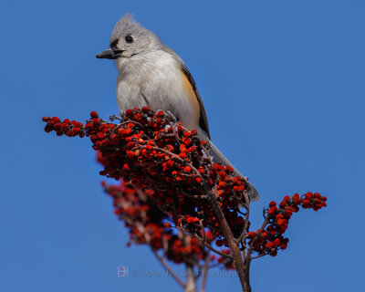 TUFTED TITMOUSE