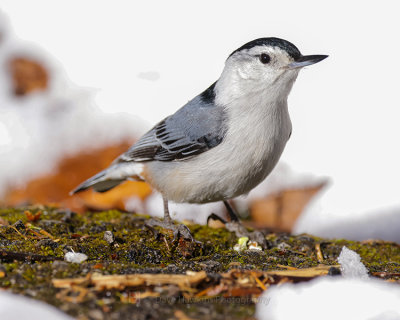 WHITE-BREASTED NUTHATCH