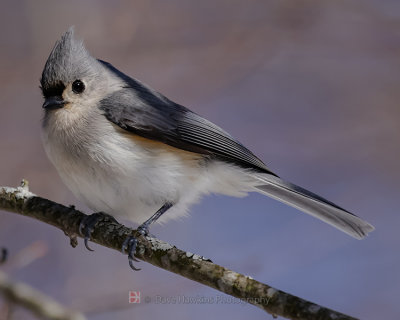 TUFTED TITMOUSE