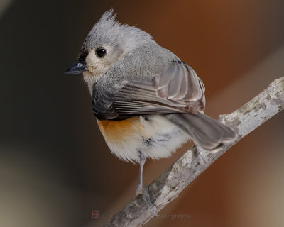 TUFTED TITMOUSE