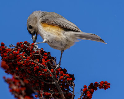 TUFTED TITMOUSE