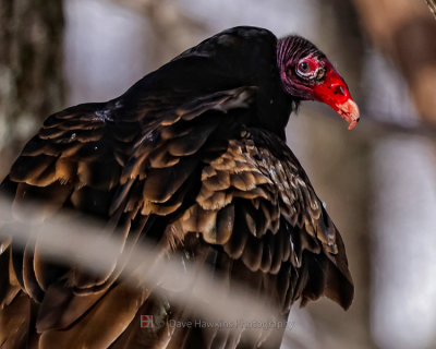 TURKEY VULTURE