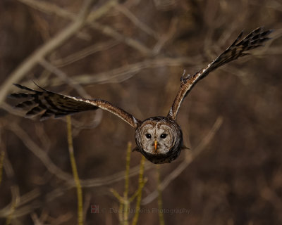 BARRED OWL