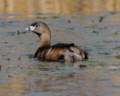 PIED-BILLED GREBE