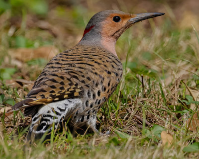 NORTHERN FLICKER