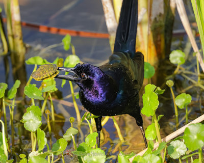 BOAT-TAILED GRACKLE