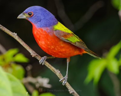 PAINTED BUNTING