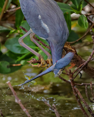 TRI-COLORED HERON