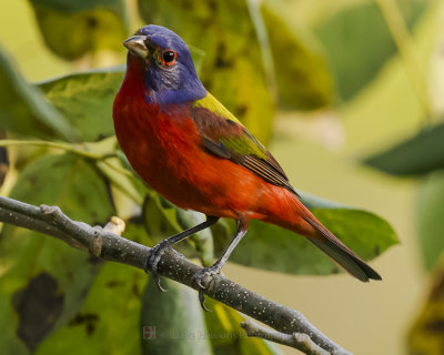 PAINTED BUNTING