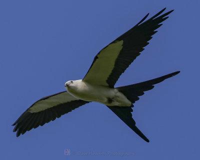 SWALLOW-TAILED KITE