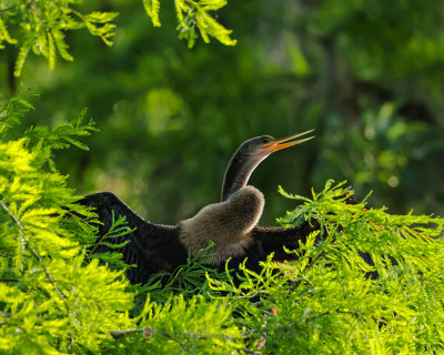 ANHINGA ♀