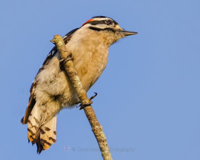 DOWNY WOODPECKER